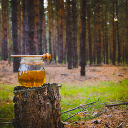 Jar of fresh honey and honey spoon on pine tree in woods.